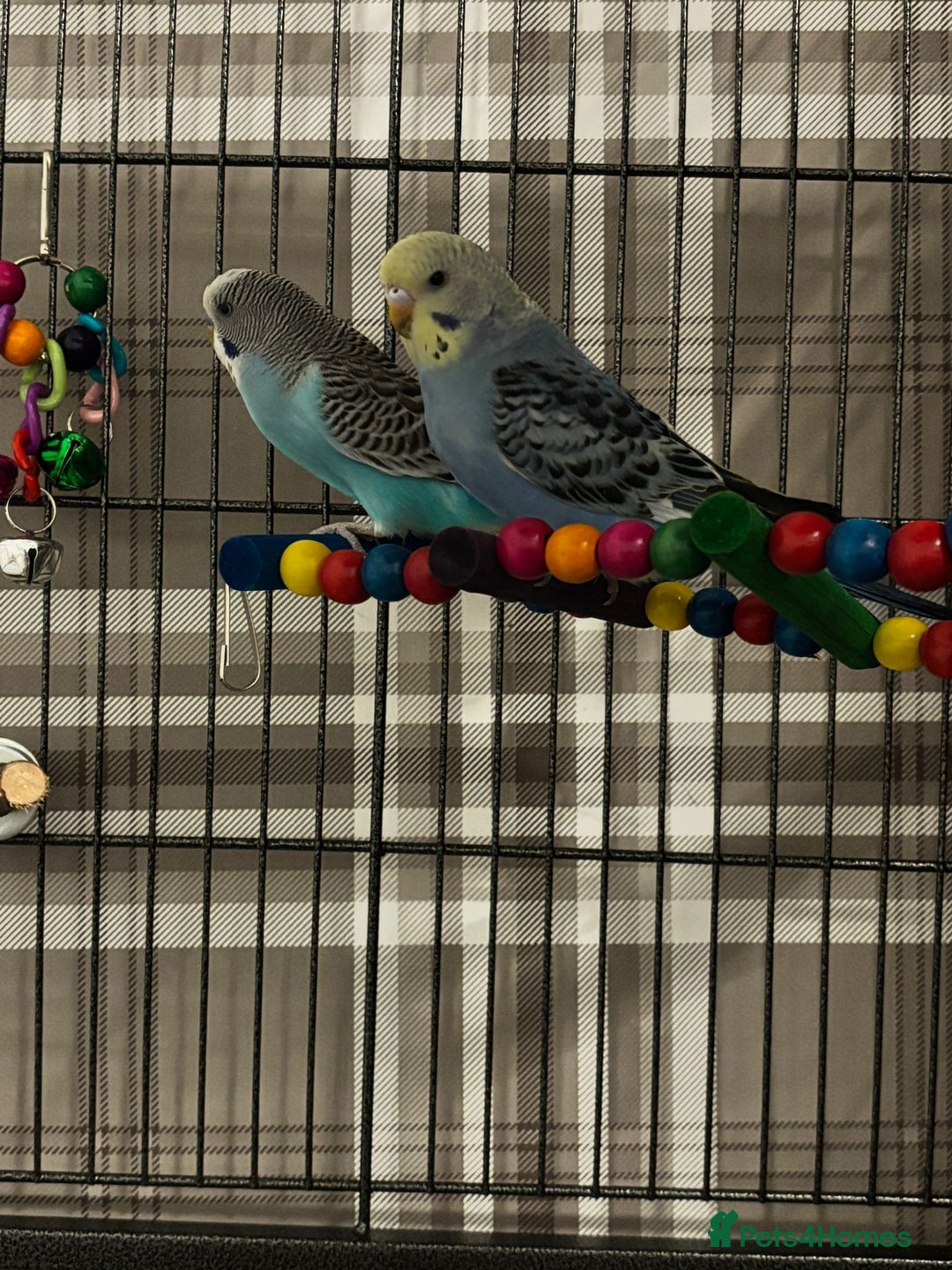 Budgerigars birds for sale: 2 budgies with full set up  - Image 2