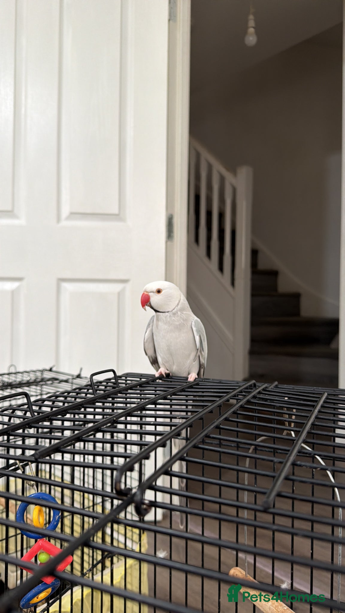 Ringnecks birds Indian ringneck (semi tame)  - Advert 15