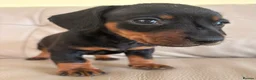 Miniature Dachshund dogs for sale: Last Girl & Boy - Miniature Dachshund Puppies - Advert 18