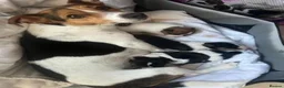 Jack Russell dogs for sale: Girl pup left  in London - Advert 2
