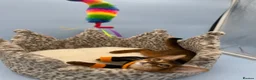 Abyssinian cats for sale: Five Abyssinian kittens with lots of love to give - Advert 6