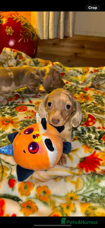 Miniature Dachshund dogs - Advert 13