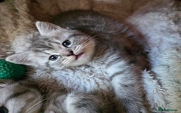 British Shorthair cats for sale: British short hair kittens - Image 8