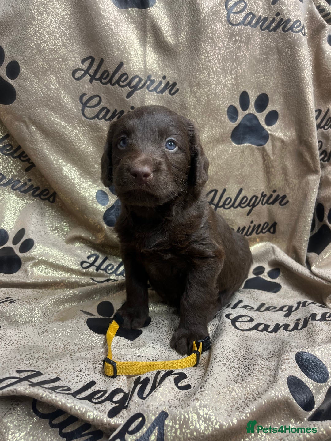 Labradoodle dogs for sale: 5 ⭐️ licensed Home breeder - Advert 5