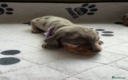 Dachshund dogs for sale: Litter of miniature dachshunds born 12/9/25 - Image 11