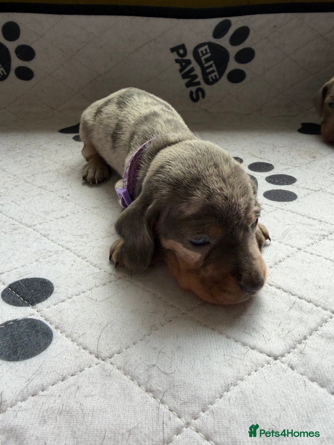 Dachshund dogs for sale: Litter of miniature dachshunds born 12/9/25 - Image 11