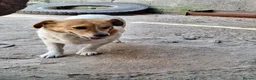 Mixed Breed dogs for adoption: 🧡🐾 LALA – A SENSITIVE GIRL FOR A LOVING HOME🐾🧡 in Nottingham - Advert 10
