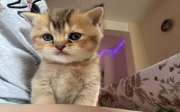 British Shorthair cats for sale: 🐾 Gorgeous British Shorthair Kittens 🐾 - Image 16