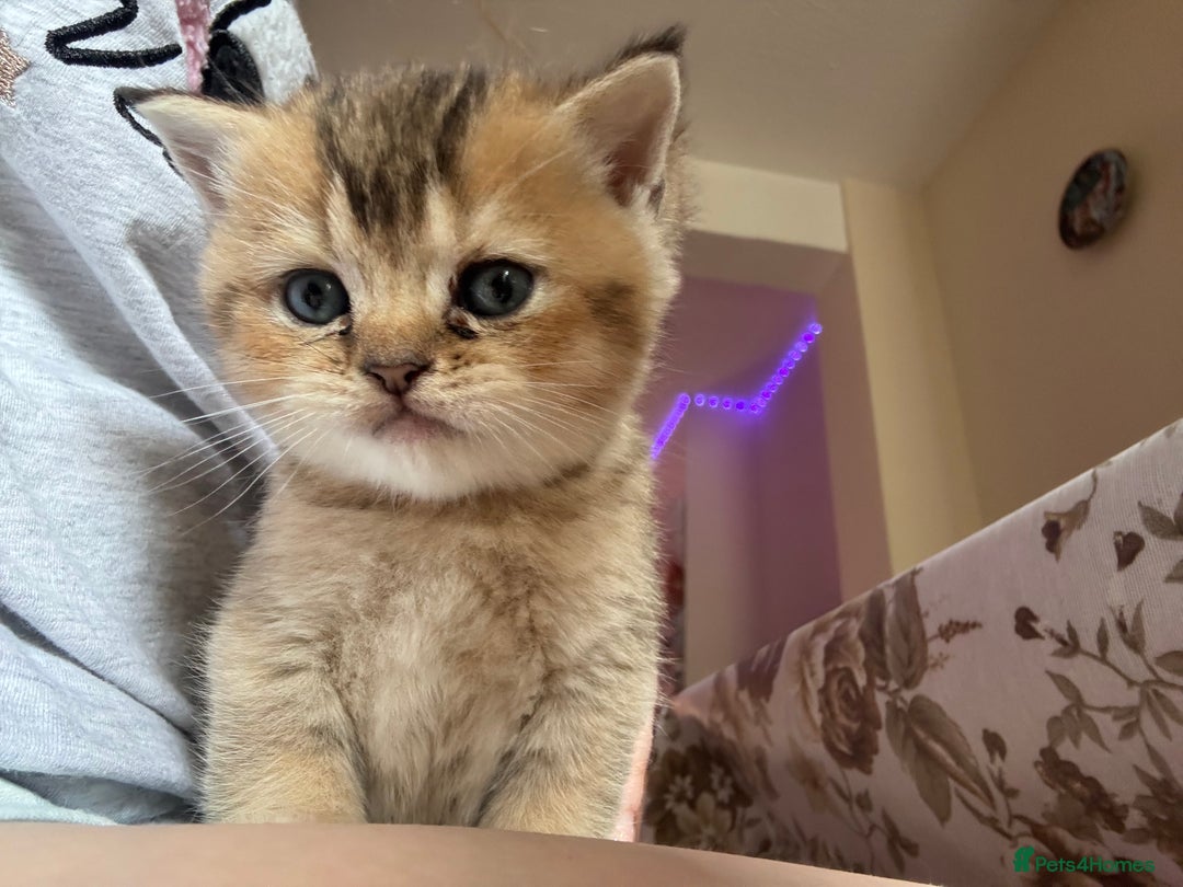 British Shorthair cats for sale: 🐾 Gorgeous British Shorthair Kittens 🐾 - Image 16