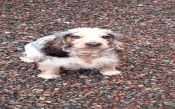 Cocker Spaniel dogs for sale: Adorable Cock-a-tzu puppies  - Image 5