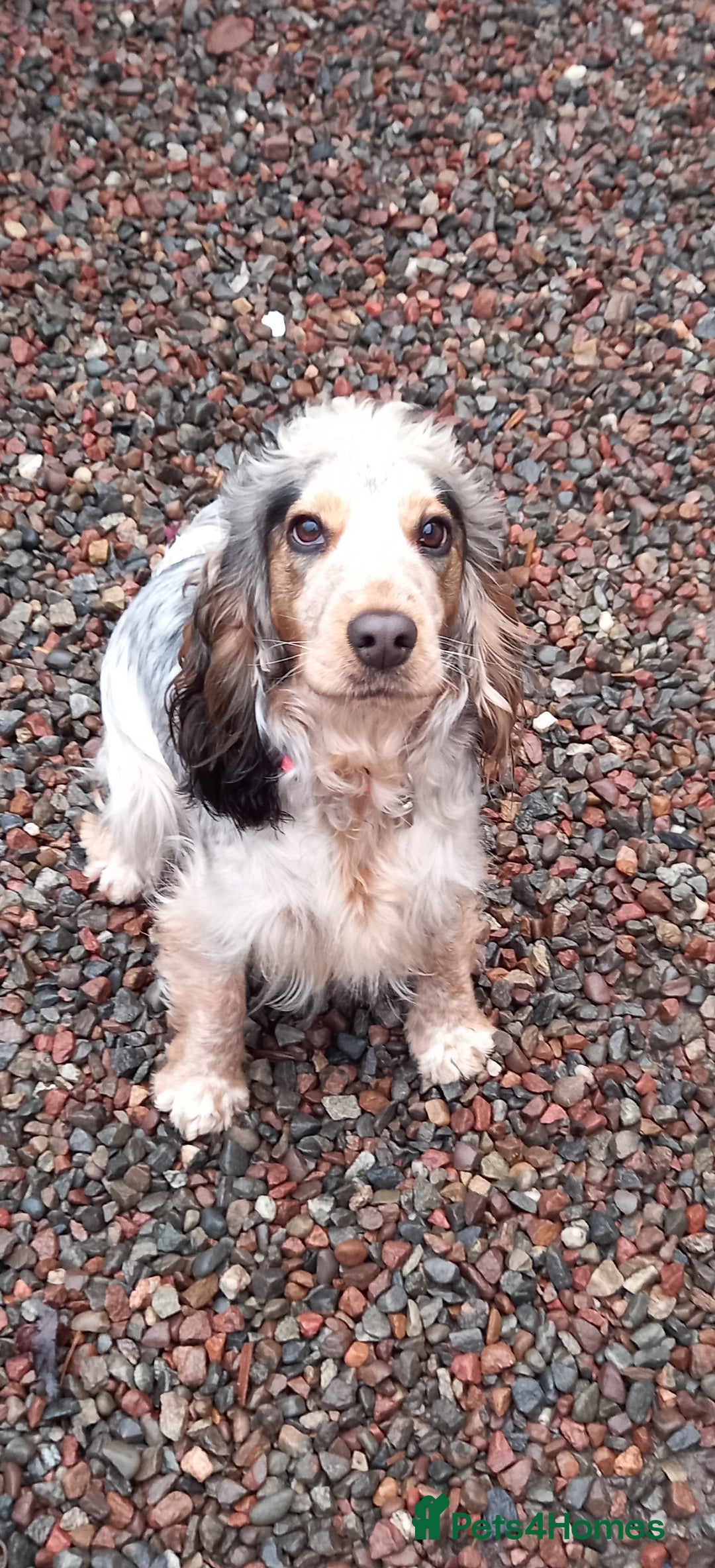 Cocker Spaniel dogs for sale: Adorable Cock-a-tzu puppies  - Image 5