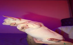 French Bulldog dogs for sale: French bulldog puppies  - Advert 5