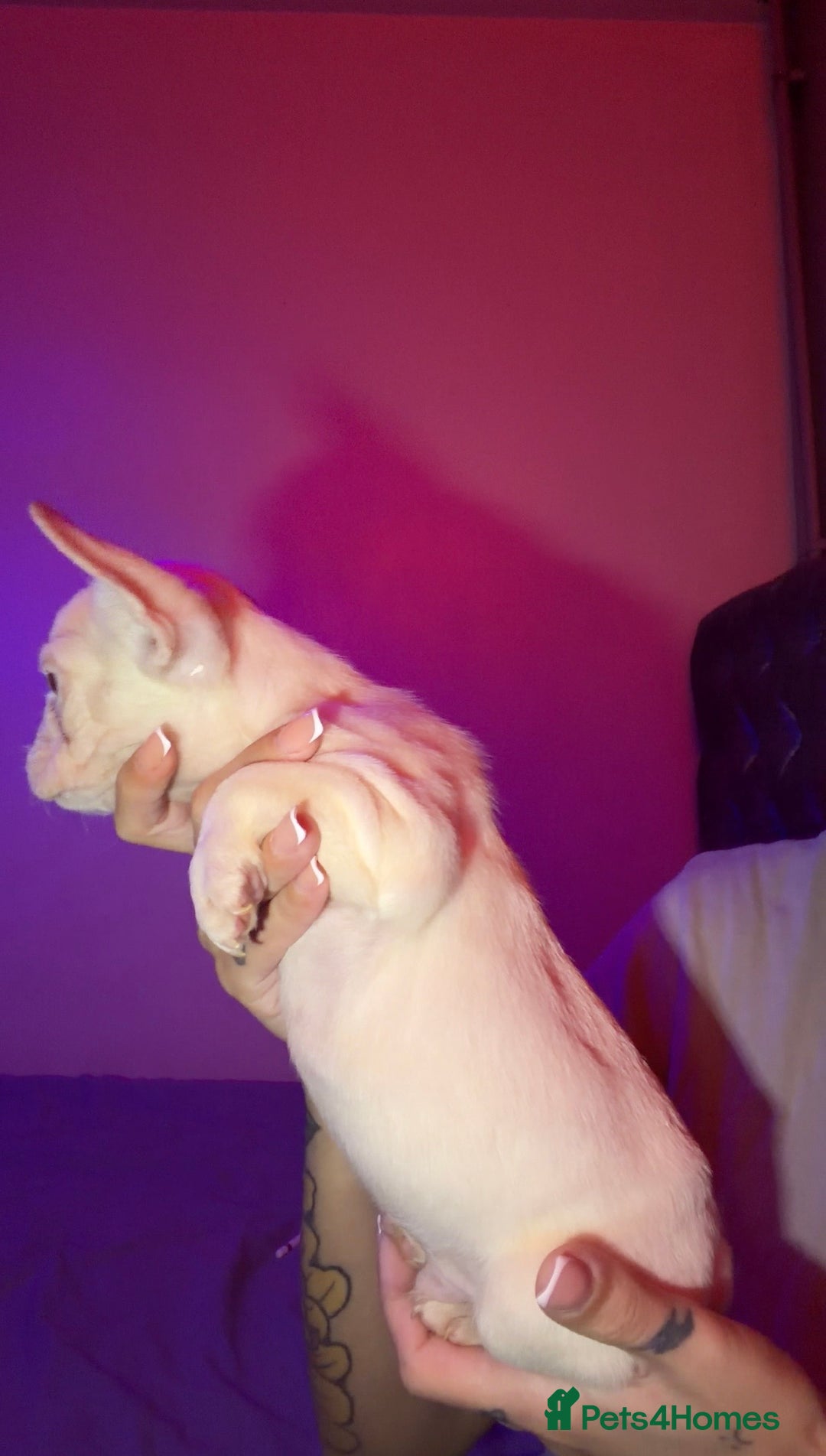 French Bulldog dogs for sale: French bulldog puppies  - Advert 5