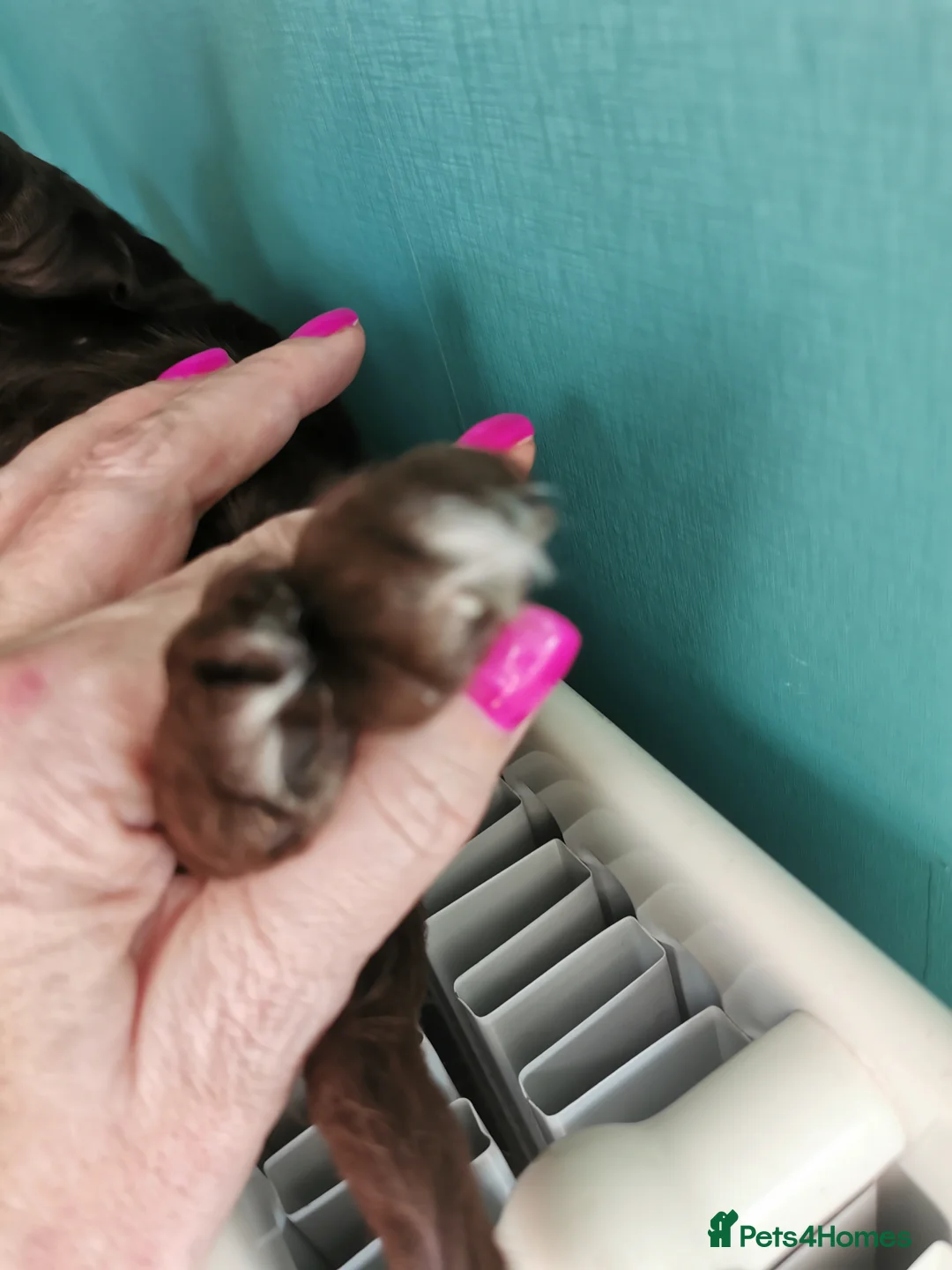 Cocker Spaniel dogs for sale: FTCH Pedigree Working Cocker Spaniels  - Advert 14