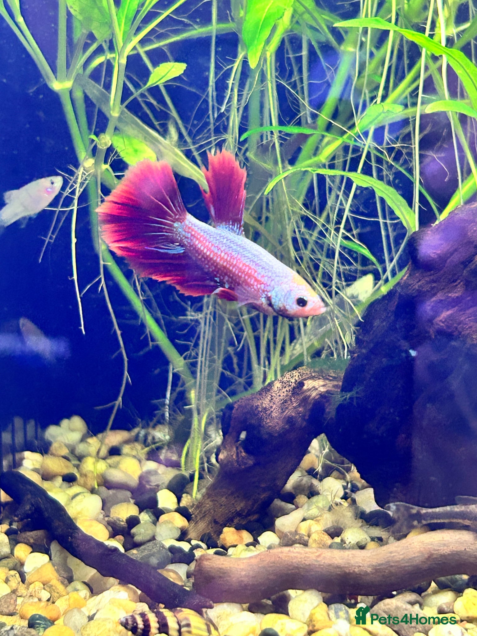 Bettas fish Male Betta Fish - Advert 1