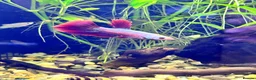 Bettas fish for sale: Male Betta Fish in Rugeley - Advert 1