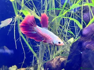 Bettas fish Male Betta Fish - Advert 10