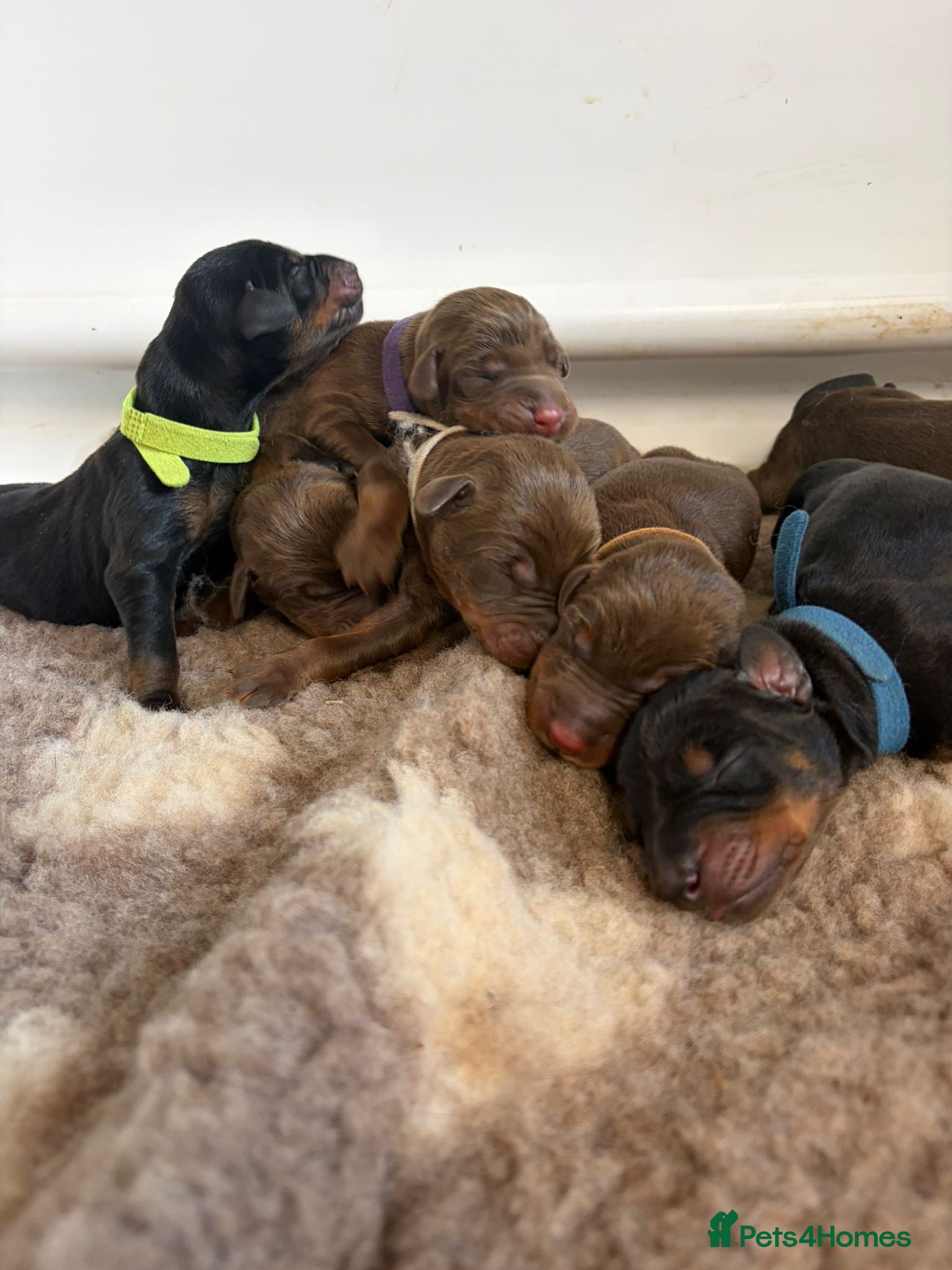 Dobermann dogs Available to reserve - Brown & Black - Advert 1