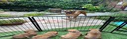 Boerboel dogs for sale: Elite Guard Neema X Spartan Dutch - Advert 17