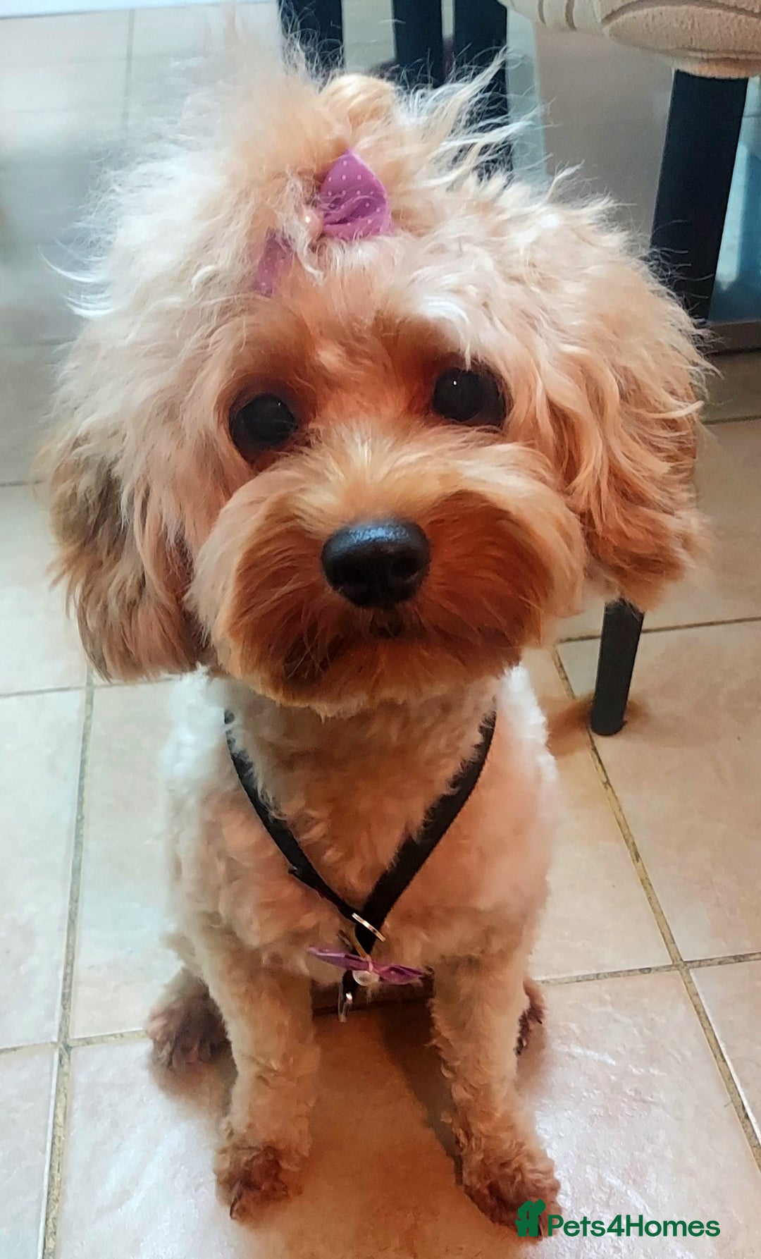 Cavapoo dogs for sale: TOY CAVAPOO GIRL 12 MONTHS  - Advert 7
