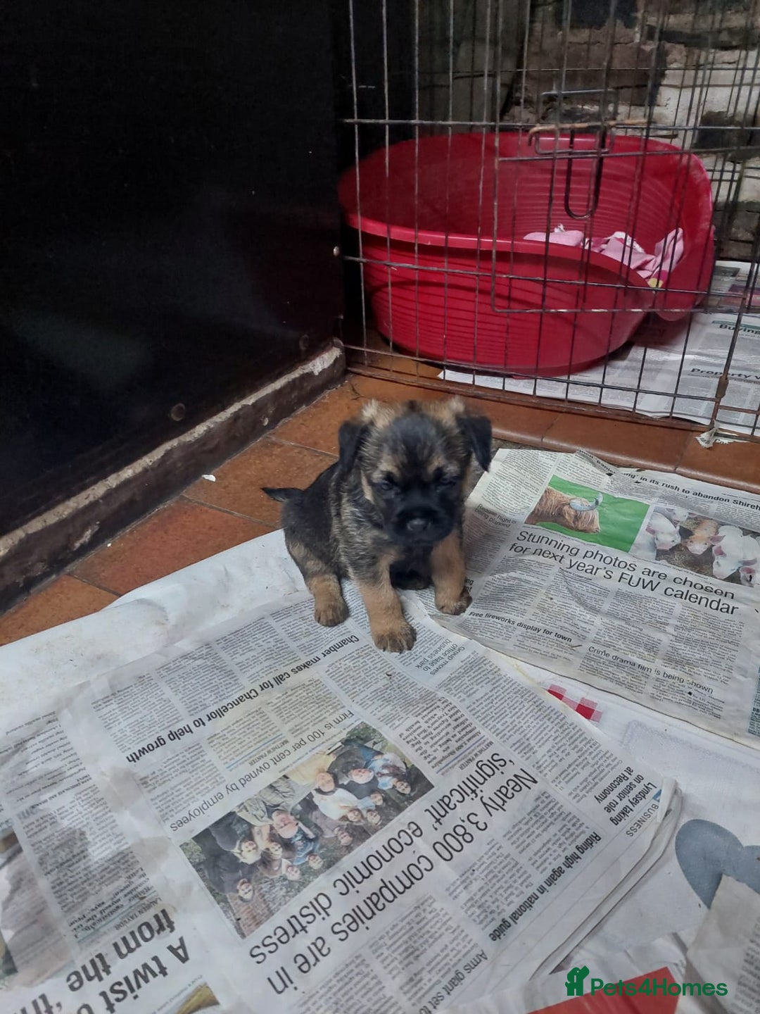 Border Terrier dogs for sale: Adorable Border Terrier pups for sale  - Advert 9