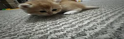 British Shorthair cats for sale: Beautiful BSH BLH NY12 kittens - Advert 7