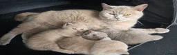 British Shorthair cats for sale: Stunning litter of pure BSH babies - Advert 8