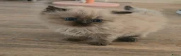 Himalayan cats for sale: Himilayan Minuets - Advert 10