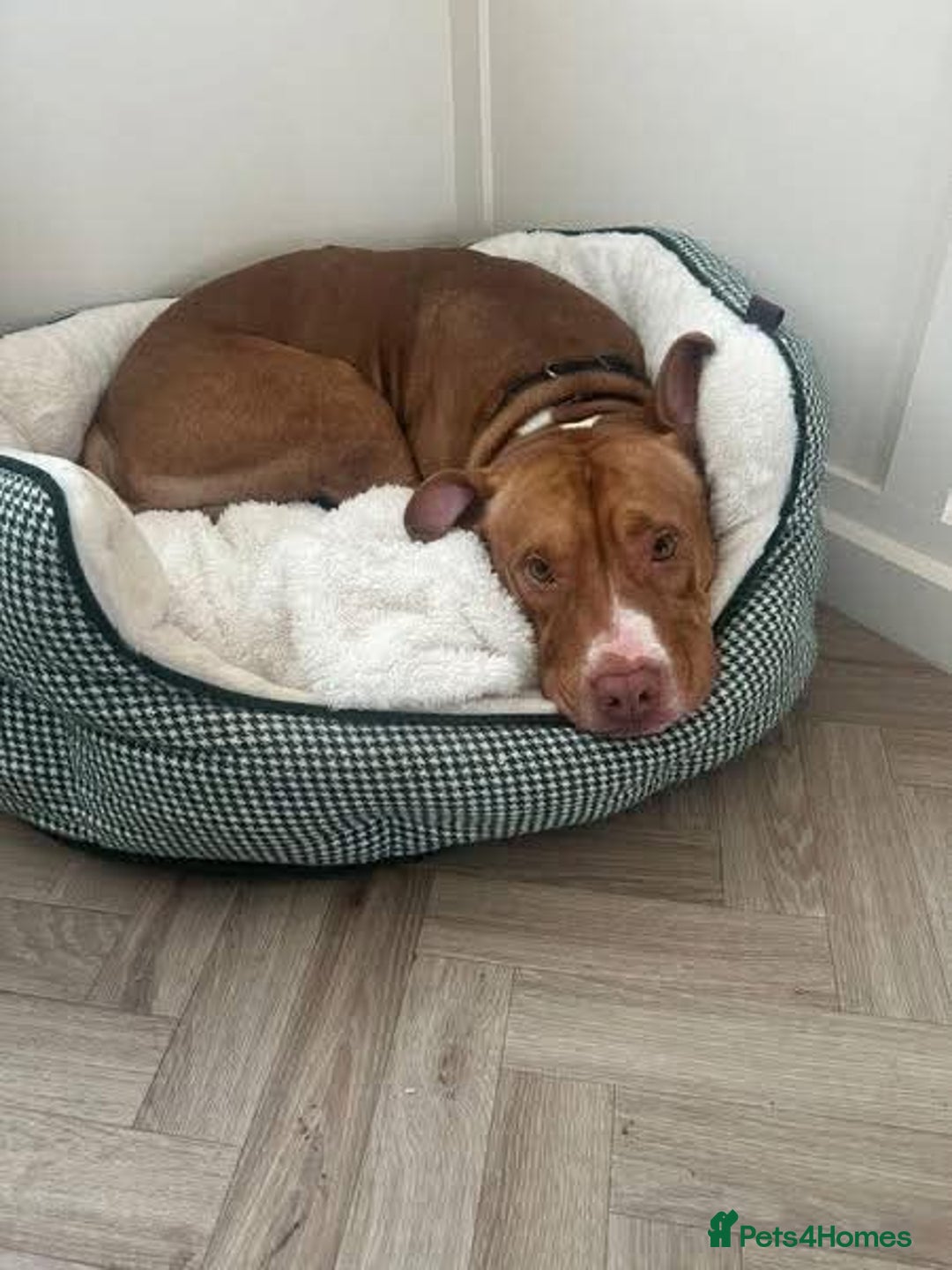 Mixed Breed dogs for adoption: Meet Tally, currently residing in Basildon - Image 6