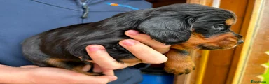 Cocker Spaniel 3