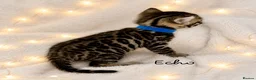 Bengal cats for sale: 🎬 Little Leopard Diaries | TICA BENGAL KITTENS 💎 - Advert 13