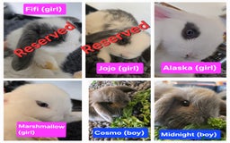 Mini Lop rabbits for sale: Beautiful Mini lop babies x6 - Image 1