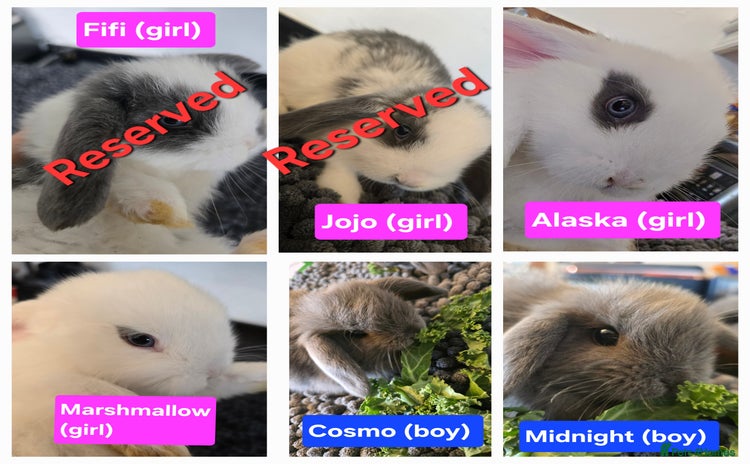 Mini Lop rabbits - Advert 3