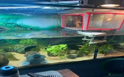 Turtle reptiles for sale: Male Turtle + tank and all filters +lighting+ food - Image 2