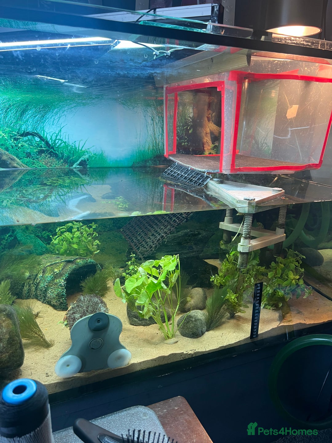 Turtle reptiles for sale: Male Turtle + tank and all filters +lighting+ food - Image 2