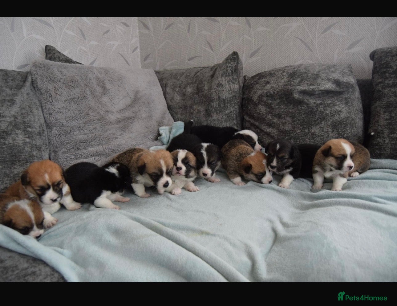 Welsh Corgi Pembroke dogs KC REGISTERED PEMBROKE CORGI PUPS - Advert 10