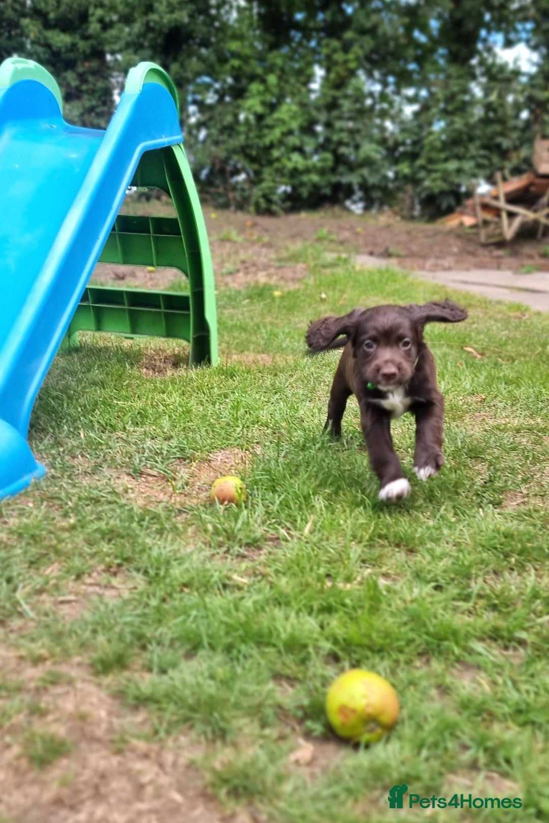 Cocker Spaniel dogs for sale: KC registered cocker spaniels - Image 31