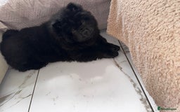 Chow Chow dogs for sale: Beautiful black chow chow for rehoming - Image 4