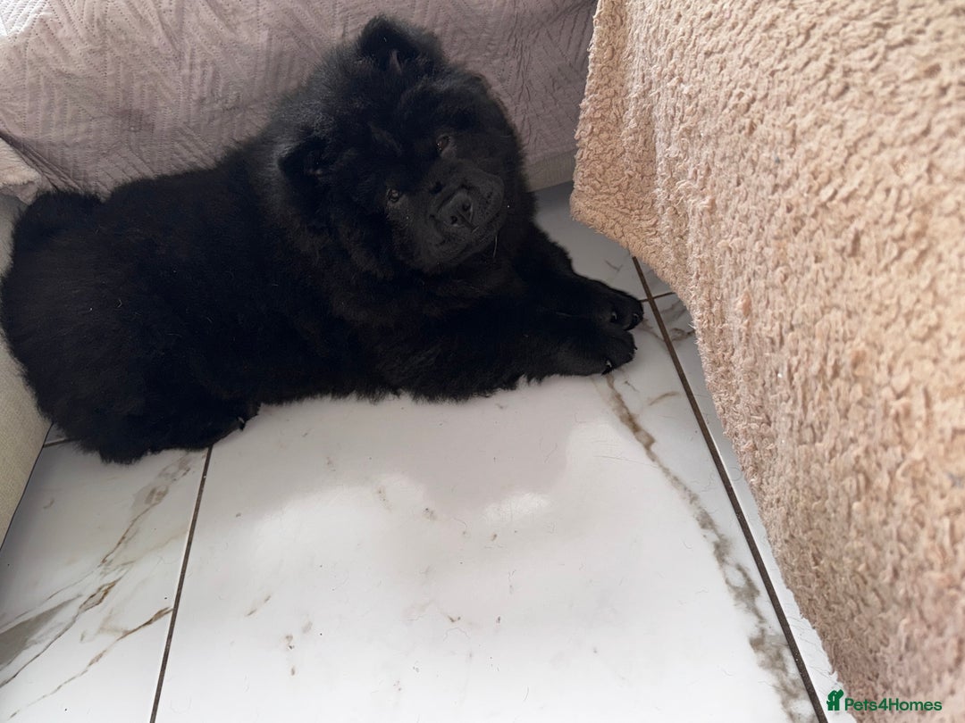 Chow Chow dogs for sale: Beautiful black chow chow for rehoming - Image 4