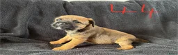 Border Terrier dogs for sale: Beautiful border terrier puppies  in Trimdon Station - Advert 3