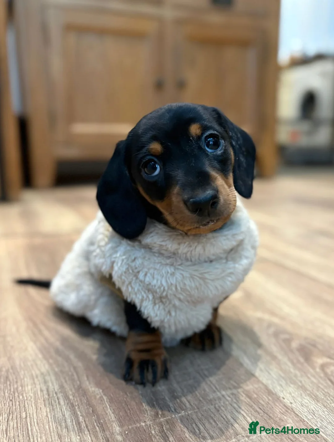Miniature Dachshund dogs for sale: Miniature Dachshund Black & Tan Female.   in Goole - Advert 2