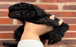 Miniature Poodle dogs for sale: Miniature Poodle Puppies from DNA tested Parents - Image 8