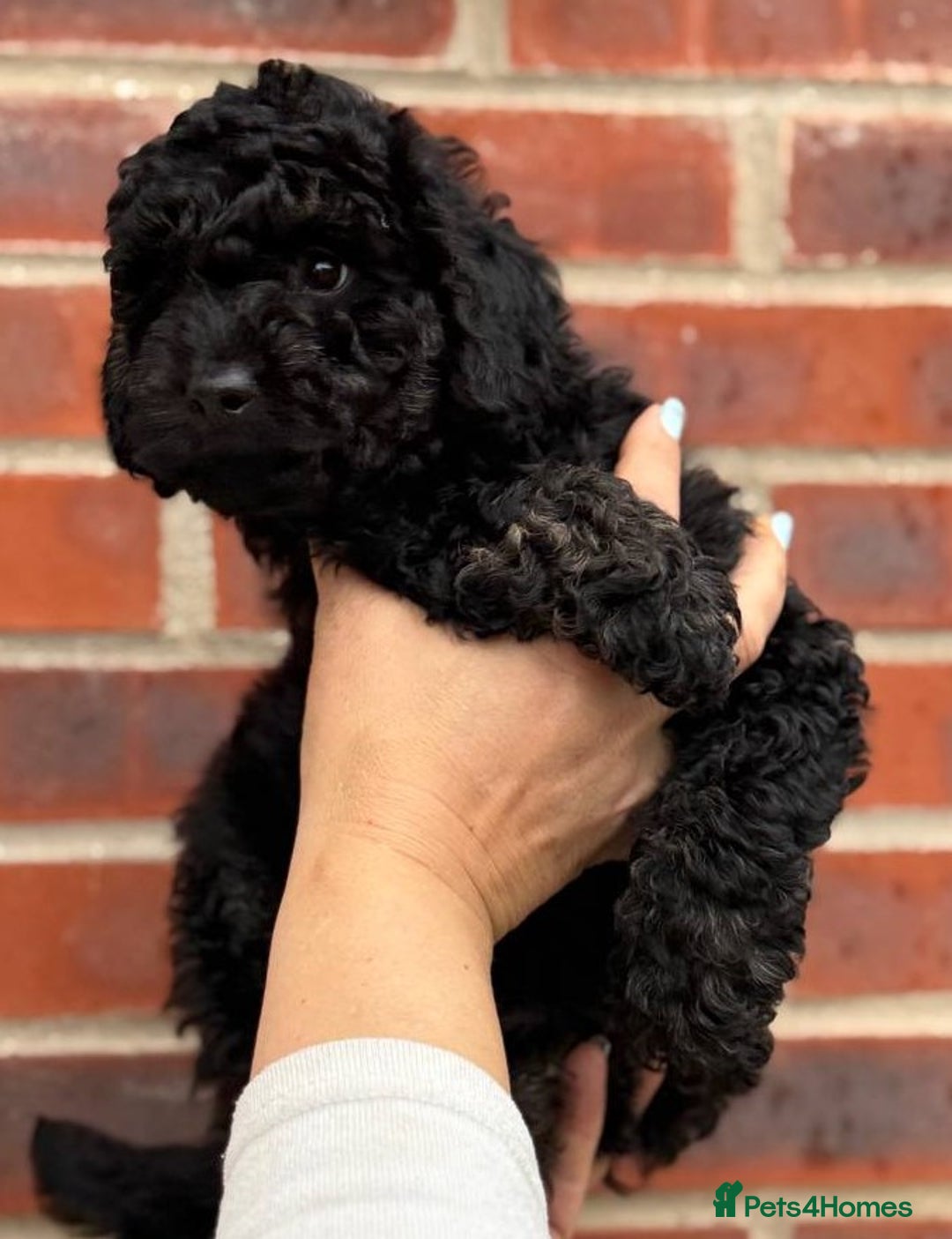 Miniature Poodle dogs for sale: Miniature Poodle Puppies from DNA tested Parents - Image 8