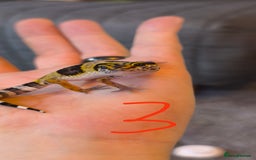 Gecko reptiles for sale: Leopard geckos and pictus geckos - Image 6