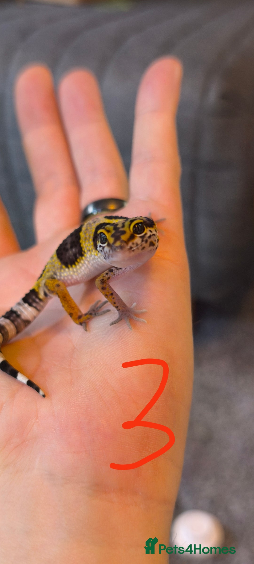 Gecko reptiles for sale: Leopard geckos and pictus geckos - Image 6