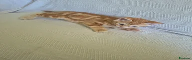 Bengal Kitten 1