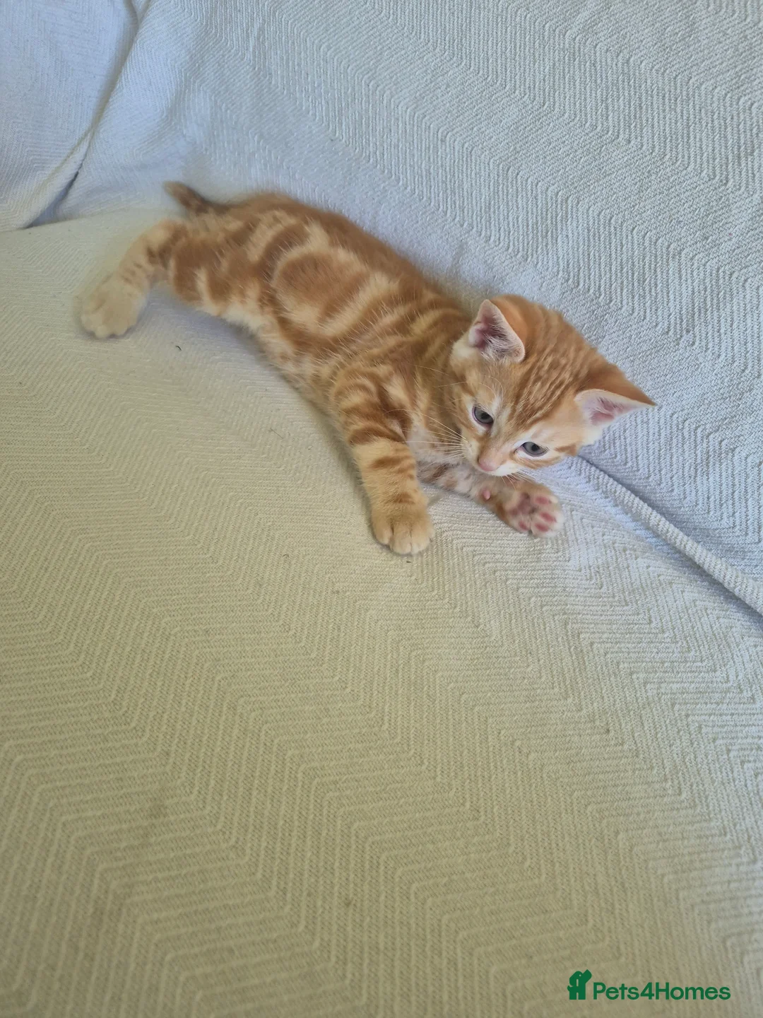 Bengal cats for sale: Cross bengal kitten £350 in Salisbury - Advert 2