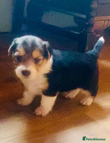 Jack Russell dogs Absolutely stunning litter of puppies - Advert 3