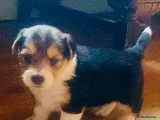 Jack Russell dogs Absolutely stunning litter of puppies - Advert 3