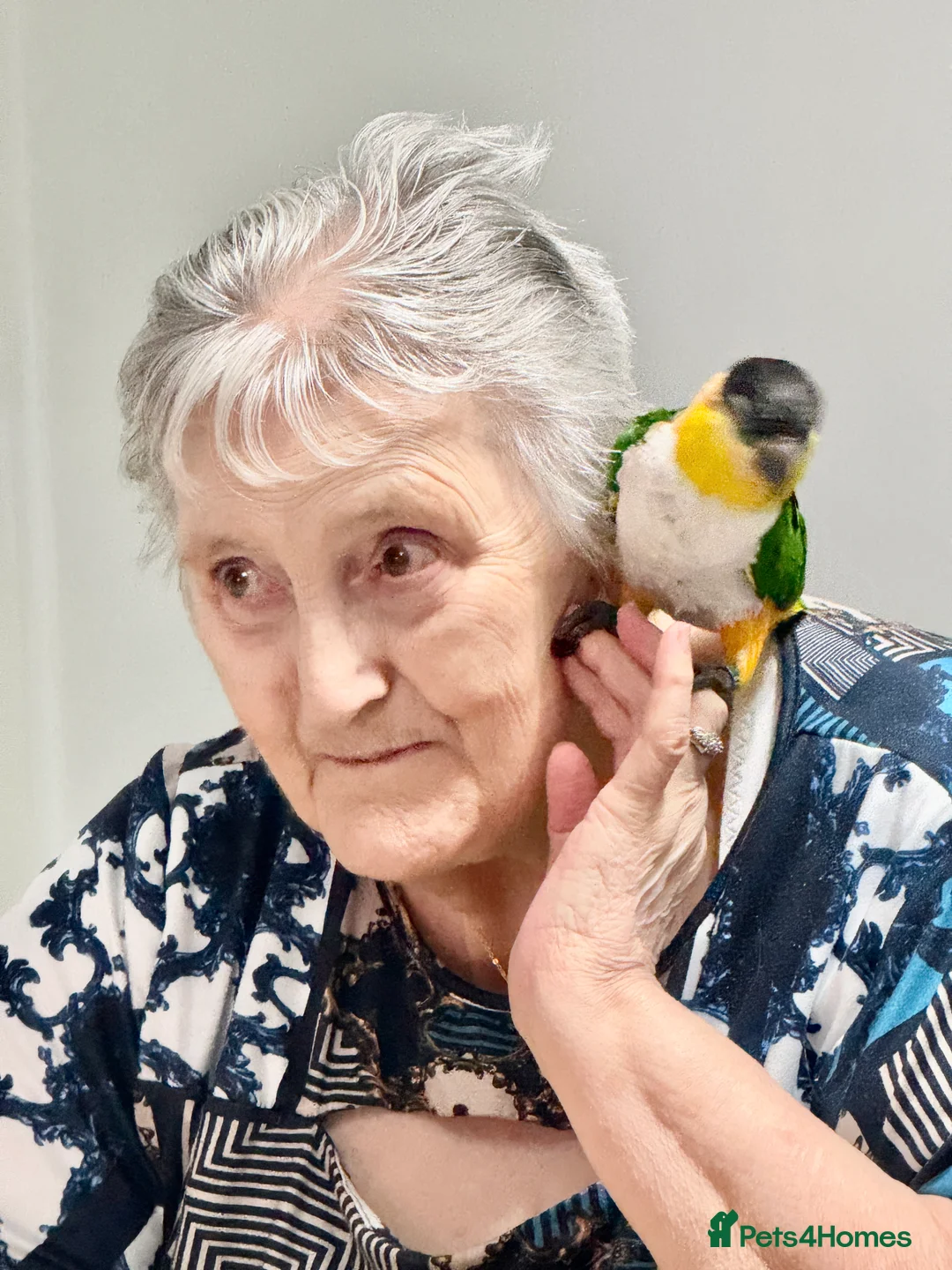 Parrots birds for sale: Mojo 4 year old Tame male Black Capp carique  - Advert 5